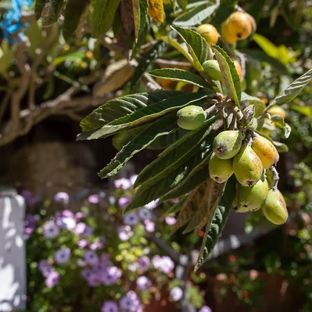 Fattoria Spezia - Nespola Holiday home *